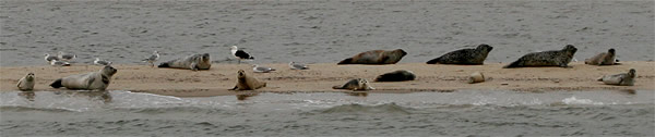 Seehunde auf einer Sandbank