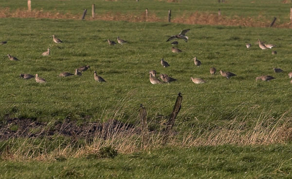 Brachvögel im Grünland