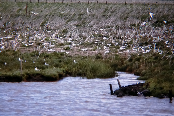 Lachm&ouml;wenkolonie
