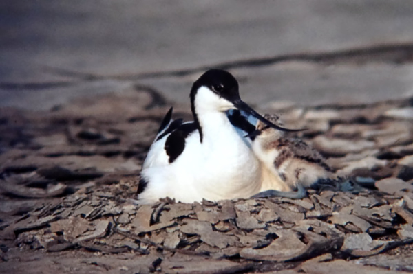 S&auml;belschn&auml;bler