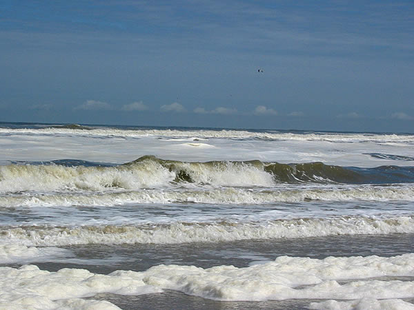 Phaeocystisblüte am Strand von Norderney